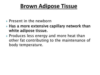 Brown Adipose Tissue
 