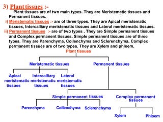 3) Planttissues :-
Plant tissues are of two main types. They are Meristematic tissues and
Permanent tissues.
i) Meristematic tissues :- are of three types. They are Apical meristematic
tissues, Intercalliary meristematic tissues and Lateral meristematic tissues.
ii) Permanent tissues :- are of two types . They are Simple permanent tissues
and Complex permanent tissues. Simple permanent tissues are of three
types. They are Parenchyma, Collenchyma and Sclerenchyma. Complex
permanent tissues are of two types. They are Xylem and phloem.
Plant tissues
Meristematic tissues Permanent tissues
Apical Intercalliary Lateral
meristematic meristematic meristematic
tissues tissues tissues
Simple permanent Complex permanenttissues
tissues
Parenchyma Collenchyma Sclerenchyma
Xylem Phloem
 