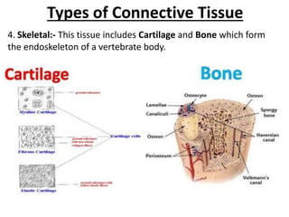 Types of Connective Tissue
4. Skeletal:- This tissue includes Cartilage and Bone which form
the endoskeleton of a vertebrate body.
 