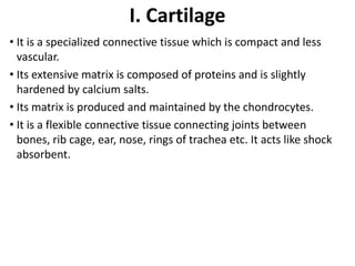 I. Cartilage
• It is a specialized connective tissue which is compact and less
vascular.
• Its extensive matrix is composed of proteins and is slightly
hardened by calcium salts.
• Its matrix is produced and maintained by the chondrocytes.
• It is a flexible connective tissue connecting joints between
bones, rib cage, ear, nose, rings of trachea etc. It acts like shock
absorbent.
 