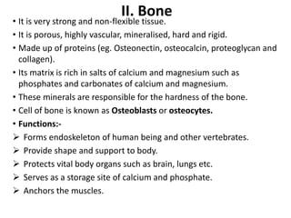 II. Bone
• It is very strong and non-flexible tissue.
• It is porous, highly vascular, mineralised, hard and rigid.
• Made up of proteins (eg. Osteonectin, osteocalcin, proteoglycan and
collagen).
• Its matrix is rich in salts of calcium and magnesium such as
phosphates and carbonates of calcium and magnesium.
• These minerals are responsible for the hardness of the bone.
• Cell of bone is known as Osteoblasts or osteocytes.
• Functions:-
 Forms endoskeleton of human being and other vertebrates.
 Provide shape and support to body.
 Protects vital body organs such as brain, lungs etc.
 Serves as a storage site of calcium and phosphate.
 Anchors the muscles.
 