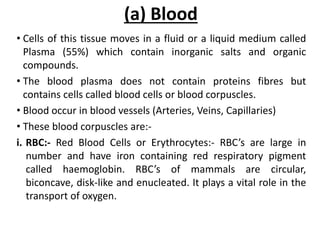 (a) Blood
• Cells of this tissue moves in a fluid or a liquid medium called
Plasma (55%) which contain inorganic salts and organic
compounds.
• The blood plasma does not contain proteins fibres but
contains cells called blood cells or blood corpuscles.
• Blood occur in blood vessels (Arteries, Veins, Capillaries)
• These blood corpuscles are:-
i. RBC:- Red Blood Cells or Erythrocytes:- RBC’s are large in
number and have iron containing red respiratory pigment
called haemoglobin. RBC’s of mammals are circular,
biconcave, disk-like and enucleated. It plays a vital role in the
transport of oxygen.
 