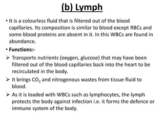 (b) Lymph
• It is a colourless fluid that is filtered out of the blood
capillaries. Its composition is similar to blood except RBCs and
some blood proteins are absent in it. In this WBCs are found in
abundance.
• Functions:-
 Transports nutrients (oxygen, glucose) that may have been
filtered out of the blood capillaries back into the heart to be
recirculated in the body.
 It brings CO2 and nitrogenous wastes from tissue fluid to
blood.
 As it is loaded with WBCs such as lymphocytes, the lymph
protects the body against infection i.e. it forms the defence or
immune system of the body.
 