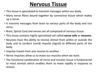 Nervous Tissue
• This tissue is specialized to transmit messages within our body.
• Many nerve fibres bound together by connective tissue which makes
up a nerve.
• It transmit messages from brain to various parts of the body and vice
versa.
• Brain, Spinal Cord and nerves are all composed of nervous tissue.
• This tissue contains highly specialized cell called nerve cells or neurons.
• Neurons have the ability to receive stimuli from within or outside the
body and to conduct (send) impulse (signal) to different parts of the
body.
• Impulse travels from one neuron to another.
• Nerve impulses allow us to move our muscles when we want.
• The functional combination of nerve and muscles tissue is fundamental
to most animals which enables them to move rapidly in response to
stimuli.
 