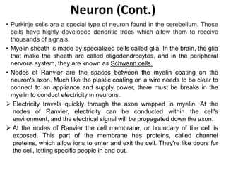 Neuron (Cont.)
• Purkinje cells are a special type of neuron found in the cerebellum. These
cells have highly developed dendritic trees which allow them to receive
thousands of signals.
• Myelin sheath is made by specialized cells called glia. In the brain, the glia
that make the sheath are called oligodendrocytes, and in the peripheral
nervous system, they are known as Schwann cells.
• Nodes of Ranvier are the spaces between the myelin coating on the
neuron's axon. Much like the plastic coating on a wire needs to be clear to
connect to an appliance and supply power, there must be breaks in the
myelin to conduct electricity in neurons.
 Electricity travels quickly through the axon wrapped in myelin. At the
nodes of Ranvier, electricity can be conducted within the cell's
environment, and the electrical signal will be propagated down the axon.
 At the nodes of Ranvier the cell membrane, or boundary of the cell is
exposed. This part of the membrane has proteins, called channel
proteins, which allow ions to enter and exit the cell. They're like doors for
the cell, letting specific people in and out.
 
