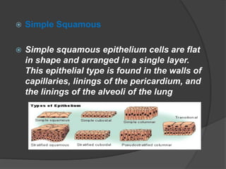  Simple Squamous
 Simple squamous epithelium cells are flat
in shape and arranged in a single layer.
This epithelial type is found in the walls of
capillaries, linings of the pericardium, and
the linings of the alveoli of the lung
 