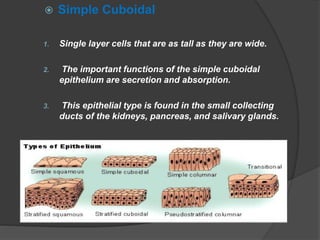  Simple Cuboidal
1. Single layer cells that are as tall as they are wide.
2. The important functions of the simple cuboidal
epithelium are secretion and absorption.
3. This epithelial type is found in the small collecting
ducts of the kidneys, pancreas, and salivary glands.
 