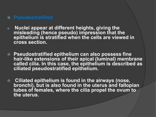  Pseudostratified
 Nuclei appear at different heights, giving the
misleading (hence pseudo) impression that the
epithelium is stratified when the cells are viewed in
cross section.
 Pseudostratified epithelium can also possess fine
hair-like extensions of their apical (luminal) membrane
called cilia. In this case, the epithelium is described as
ciliated pseudostratified epithelium.
 Ciliated epithelium is found in the airways (nose,
bronchi), but is also found in the uterus and fallopian
tubes of females, where the cilia propel the ovum to
the uterus.
 