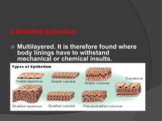 II.Stratified Epithelium
 Multilayered. It is therefore found where
body linings have to withstand
mechanical or chemical insults.
 Stratified epithelia are more durable and
protection is one their major functions.
 Stratified epithelia can be columnar,
cuboidal, or squamous type.
 