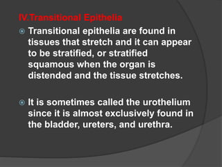 IV.Transitional Epithelia
 Transitional epithelia are found in
tissues that stretch and it can appear
to be stratified, or stratified
squamous when the organ is
distended and the tissue stretches.
 It is sometimes called the urothelium
since it is almost exclusively found in
the bladder, ureters, and urethra.
 