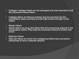  Collagen: Collagen fibers are the strongest and most abundant of all
the connective tissue fibers.
 Collagen fibers are fibrous proteins and are secreted into the
extracellular space and they provide high tensile strength to the
matrix.
 Elastic Fibers
 Elastic fibers are long, thin fibers that form branching network in the
extracellular matrix. They help the connective tissue to stretch and
recoil.
 Reticular Fibers
 Reticular fibers are short, fine collagenous fibers that can branch
extensively to form a delicate network.
 