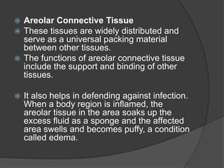  Areolar Connective Tissue
 These tissues are widely distributed and
serve as a universal packing material
between other tissues.
 The functions of areolar connective tissue
include the support and binding of other
tissues.
 It also helps in defending against infection.
When a body region is inflamed, the
areolar tissue in the area soaks up the
excess fluid as a sponge and the affected
area swells and becomes puffy, a condition
called edema.
 