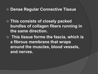  Dense Regular Connective Tissue
 This consists of closely packed
bundles of collagen fibers running in
the same direction.
 This tissue forms the fascia, which is
a fibrous membrane that wraps
around the muscles, blood vessels,
and nerves.
 