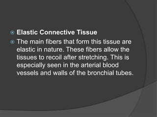  Elastic Connective Tissue
 The main fibers that form this tissue are
elastic in nature. These fibers allow the
tissues to recoil after stretching. This is
especially seen in the arterial blood
vessels and walls of the bronchial tubes.
 