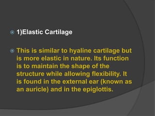  1)Elastic Cartilage
 This is similar to hyaline cartilage but
is more elastic in nature. Its function
is to maintain the shape of the
structure while allowing flexibility. It
is found in the external ear (known as
an auricle) and in the epiglottis.
 