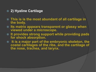  2) Hyaline Cartilage
 This is is the most abundant of all cartilage in
the body.
 Its matrix appears transparent or glassy when
viewed under a microscope.
 It provides strong support while providing pads
for shock absorption.
 It is a major part of the embryonic skeleton, the
costal cartilages of the ribs, and the cartilage of
the nose, trachea, and larynx.
 