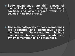  Body membranes are thin sheets of
tissue that cover the body, line body
cavities, and cover organs within the
cavities in hollow organs.
 Two main categories of body membranes
are epithelial and connective tissue
membranes. Sub-categories include
mucous membranes, serous membranes,
synovial membranes, and meninges.
 