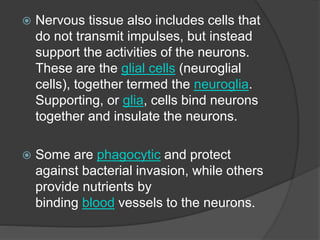 Nervous tissue also includes cells that
do not transmit impulses, but instead
support the activities of the neurons.
These are the glial cells (neuroglial
cells), together termed the neuroglia.
Supporting, or glia, cells bind neurons
together and insulate the neurons.
 Some are phagocytic and protect
against bacterial invasion, while others
provide nutrients by
binding blood vessels to the neurons.
 