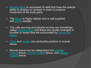  Muscle tissue is composed of cells that have the special
ability to shorten or contract in order to produce
movement of the body parts.
 The tissue is highly cellular and is well supplied
with blood vessels.
 The cells are long and slender so they are sometimes
called muscle fibers, and these are usually arranged in
bundles or layers that are surrounded by connective
tissue.
 Actin and myosin are contractile proteins in muscle
tissue.
 Muscle tissue can be categorized into skeletal
muscle tissue, smooth muscle tissue, and cardiac
muscle tissue.
 