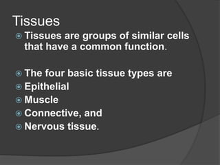 Tissues
 Tissues are groups of similar cells
that have a common function.
 The four basic tissue types are
 Epithelial
 Muscle
 Connective, and
 Nervous tissue.
 