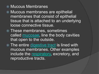  Mucous Membranes
 Mucous membranes are epithelial
membranes that consist of epithelial
tissue that is attached to an underlying
loose connective tissue.
 These membranes, sometimes
called mucosae, line the body cavities
that open to the outside.
 The entire digestive tract is lined with
mucous membranes. Other examples
include the respiratory, excretory, and
reproductive tracts.
 