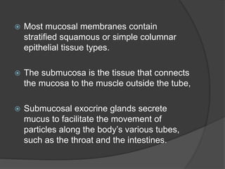  Most mucosal membranes contain
stratified squamous or simple columnar
epithelial tissue types.
 The submucosa is the tissue that connects
the mucosa to the muscle outside the tube,
 Submucosal exocrine glands secrete
mucus to facilitate the movement of
particles along the body’s various tubes,
such as the throat and the intestines.
 