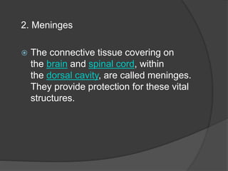 2. Meninges
 The connective tissue covering on
the brain and spinal cord, within
the dorsal cavity, are called meninges.
They provide protection for these vital
structures.
 