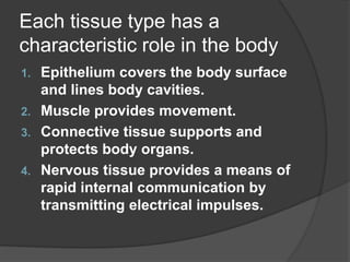 Each tissue type has a
characteristic role in the body
1. Epithelium covers the body surface
and lines body cavities.
2. Muscle provides movement.
3. Connective tissue supports and
protects body organs.
4. Nervous tissue provides a means of
rapid internal communication by
transmitting electrical impulses.
 