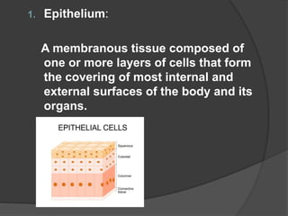 1. Epithelium:
A membranous tissue composed of
one or more layers of cells that form
the covering of most internal and
external surfaces of the body and its
organs.
 