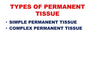 Permanent Tissue-Types And Functions of Permanent Tissue