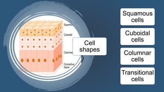 Cell
shapes
Squamous
cells
Cuboidal
cells
Columnar
cells
Transitional
cells
 