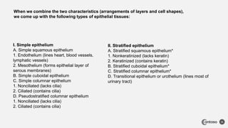 11
I. Simple epithelium
A. Simple squamous epithelium
1. Endothelium (lines heart, blood vessels,
lymphatic vessels)
2. Mesothelium (forms epithelial layer of
serous membranes)
B. Simple cuboidal epithelium
C. Simple columnar epithelium
1. Nonciliated (lacks cilia)
2. Ciliated (contains cilia)
D. Pseudostratified columnar epithelium
1. Nonciliated (lacks cilia)
2. Ciliated (contains cilia)
II. Stratified epithelium
A. Stratified squamous epithelium*
1. Nonkeratinized (lacks keratin)
2. Keratinized (contains keratin)
B. Stratified cuboidal epithelium*
C. Stratified columnar epithelium*
D. Transitional epithelium or urothelium (lines most of
urinary tract)
When we combine the two characteristics (arrangements of layers and cell shapes),
we come up with the following types of epithelial tissues:
 