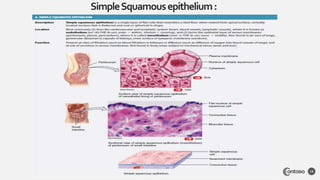 SimpleSquamousepithelium:
13
 