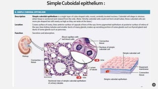 SimpleCuboidalepithelium:
14
 