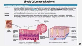 SimpleColumnarepithelium:
15
 