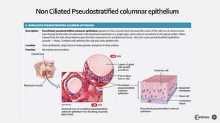 NonCiliatedPseudostratifiedcolumnarepithelium
17
 