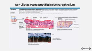 NonCiliatedPseudostratifiedcolumnarepithelium
18
 