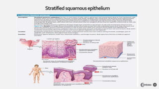 Stratifiedsquamousepithelium
19
 