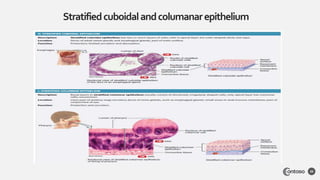 Stratifiedcuboidalandcolumanarepithelium
20
 