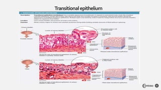 Transitionalepithelium
21
 