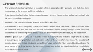 • The function of glandular epithelium is secretion, which is accomplished by glandular cells that often lie in
clusters deep to the covering and lining epithelium.
• A gland consists of epithelium that secretes substances into ducts (tubes), onto a surface, or eventually into
the blood in the absence of ducts.
• All glands of the body are classified as either endocrine or exocrine.
• The secretions of endocrine glands (EN-doˉ-krin; endo- = inside; -crine = secretion; called hormones, enter
the interstitial fluid and then diff use into the bloodstream without flowing through a duct Endocrine
secretions have far-reaching effects because they are distributed throughout the body by the bloodstream.
• Exocrine glands (EK-soˉ-krin; exo- = outside; secrete their products into ducts that empty onto the surface
of a covering and lining epithelium such as the skin surface or the lumen of a hollow organ. The secretions of
exocrine glands have limited effects and some of them would be harmful if they entered the bloodstream. As
some glands of the body, such as the pancreas, ovaries, and testes, are mixed glands that contain both
endocrine and exocrine tissue.
Glandular Epithelium
22
 