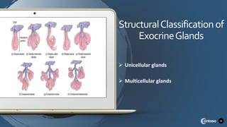 23
StructuralClassificationof
ExocrineGlands
 Unicellular glands
 Multicellular glands
 