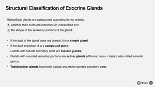 Structural Classification of Exocrine Glands
24
Multicellular glands are categorized according to two criteria:
(1) whether their ducts are branched or unbranched and
(2) the shape of the secretory portions of the gland .
• If the duct of the gland does not branch, it is a simple gland
• If the duct branches, it is a compound gland
• Glands with tubular secretory parts are tubular glands;
• Glands with rounded secretory portions are acinar glands (AS-i-nar; acin- = berry), also called alveolar
glands.
• Tubuloacinar glands have both tubular and more rounded secretory parts.
 