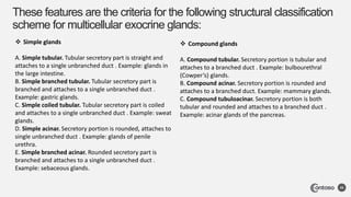 These features are the criteria for the following structural classification
scheme for multicellular exocrine glands:
25
 Simple glands
A. Simple tubular. Tubular secretory part is straight and
attaches to a single unbranched duct . Example: glands in
the large intestine.
B. Simple branched tubular. Tubular secretory part is
branched and attaches to a single unbranched duct .
Example: gastric glands.
C. Simple coiled tubular. Tubular secretory part is coiled
and attaches to a single unbranched duct . Example: sweat
glands.
D. Simple acinar. Secretory portion is rounded, attaches to
single unbranched duct . Example: glands of penile
urethra.
E. Simple branched acinar. Rounded secretory part is
branched and attaches to a single unbranched duct .
Example: sebaceous glands.
 Compound glands
A. Compound tubular. Secretory portion is tubular and
attaches to a branched duct . Example: bulbourethral
(Cowper’s) glands.
B. Compound acinar. Secretory portion is rounded and
attaches to a branched duct. Example: mammary glands.
C. Compound tubuloacinar. Secretory portion is both
tubular and rounded and attaches to a branched duct .
Example: acinar glands of the pancreas.
 