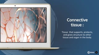 Connective
tissue :
Tissue that supports, protects,
and gives structure to other
tissue and organ in the body.
27
 