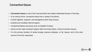 Connectivetissue:
28
• Connective tissue is one of the most abundant and widely distributed tissues in the body.
• In its various forms, connective tissue has a variety of functions.
• It binds together, supports, and strengthens other body tissues;
• protects and insulates internal organs;
• compartmentalizes structures such as skeletal muscles;
• serves as the major transport system within the body (blood, a fluid connective tissue);
• It is the primary location of stored energy reserves (adipose, or fat, tissue); and is the main
source of immune responses.
 