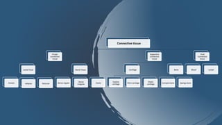 Connective tissue
Proper
connective
tissue
Loose tissue
Areolar Adipose Reticular
Dense tissue
Dense regular
Dense
irregular
Elastic
Supportive
connective
tissue
Cartilage
Hyaline
cartilage
Fibro cartilage
Elastic
cartilage
Bone
Compact bone Spongy bone
Fluid
Connective
tissue
Blood Lymph
 