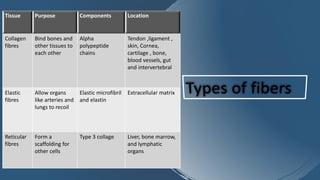 Tissue Purpose Components Location
Collagen
fibres
Bind bones and
other tissues to
each other
Alpha
polypeptide
chains
Tendon ,ligament ,
skin, Cornea,
cartilage , bone,
blood vessels, gut
and intervertebral
Elastic
fibres
Allow organs
like arteries and
lungs to recoil
Elastic microfibril
and elastin
Extracellular matrix
Reticular
fibres
Form a
scaffolding for
other cells
Type 3 collage Liver, bone marrow,
and lymphatic
organs
 