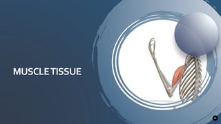 MUSCLETISSUE
33
 