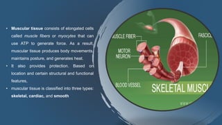 • Muscular tissue consists of elongated cells
called muscle fibers or myocytes that can
use ATP to generate force. As a result,
muscular tissue produces body movements,
maintains posture, and generates heat.
• It also provides protection. Based on
location and certain structural and functional
features,
• muscular tissue is classified into three types:
skeletal, cardiac, and smooth
 